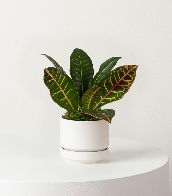 w-indoor-plants-small-1-0