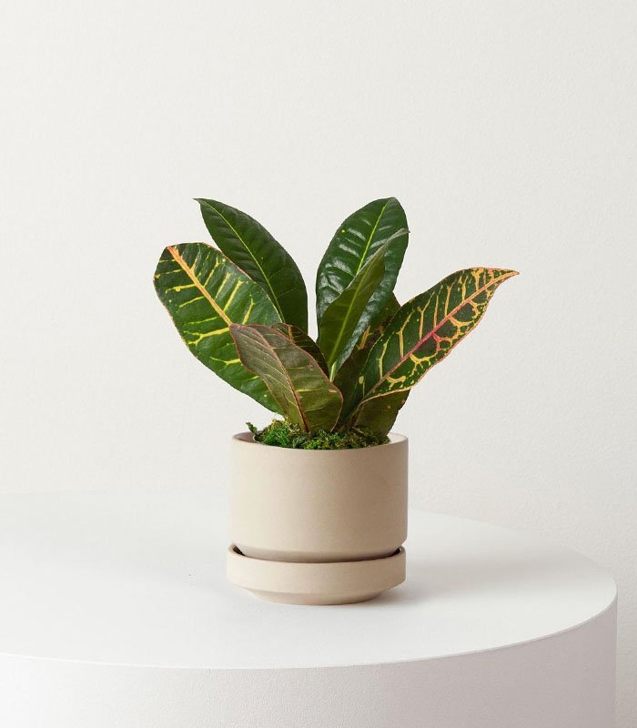 w-indoor-plants-small-1-2