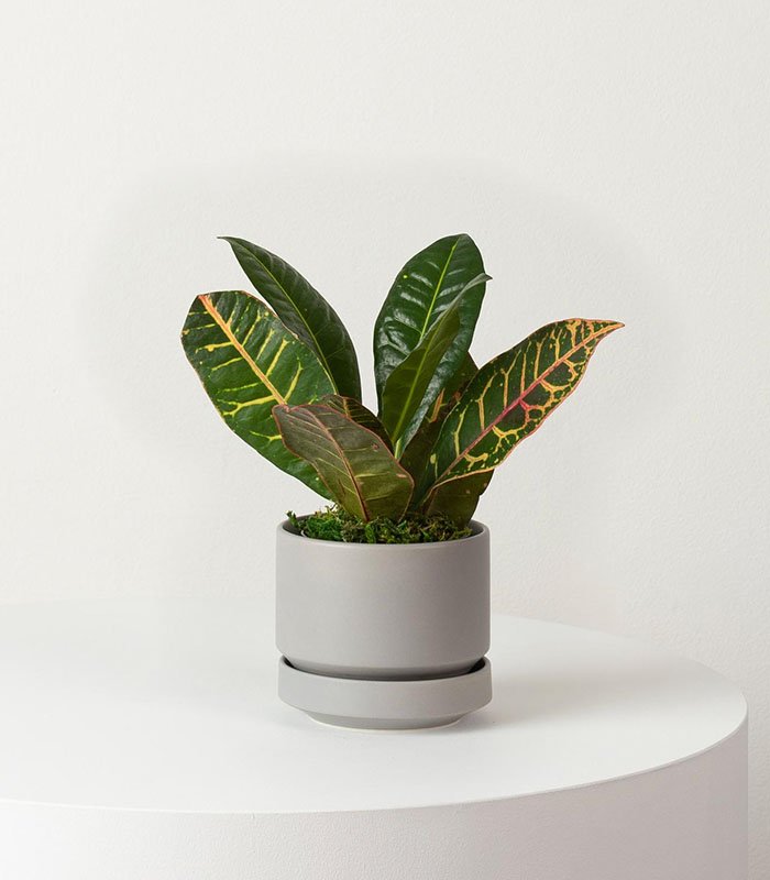 w-indoor-plants-small-1-3