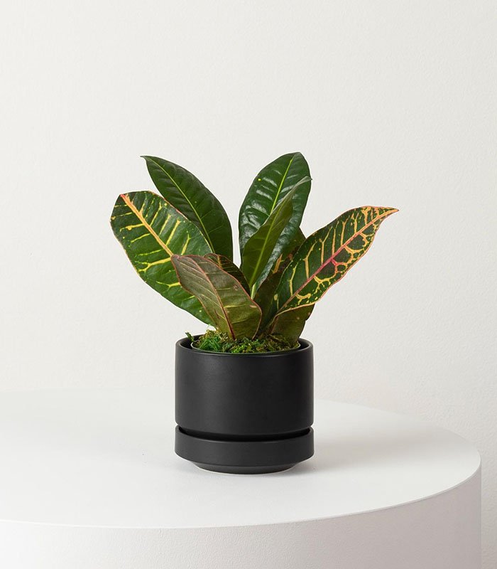 w-indoor-plants-small-1-4