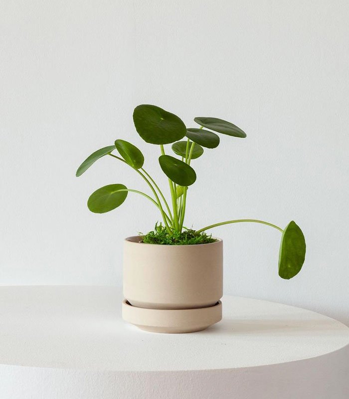 w-indoor-plants-small-2-2