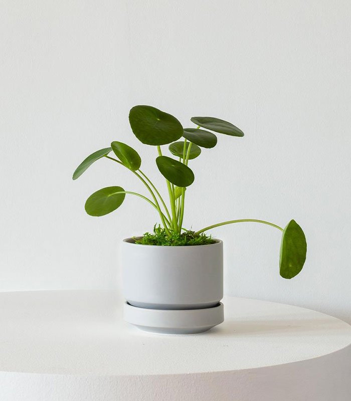 w-indoor-plants-small-2-3