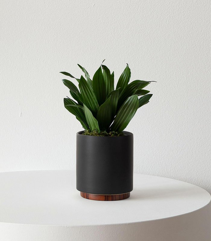 w-indoor-plants-small-3-3