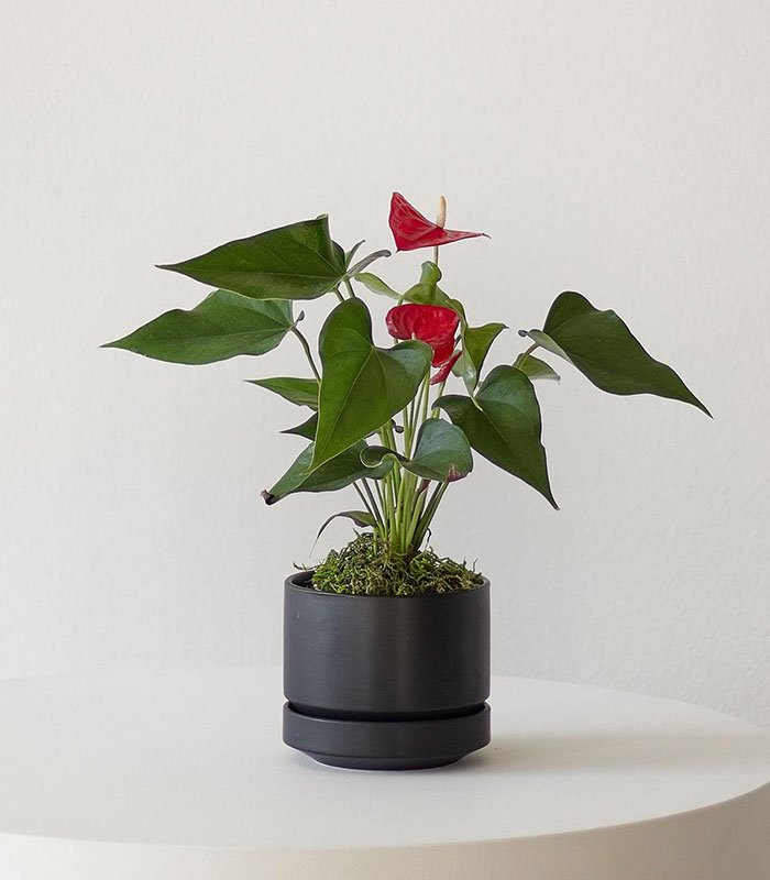 w-indoor-plants-small-4-4