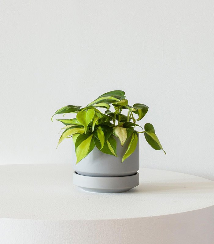 w-indoor-plants-small-6-2