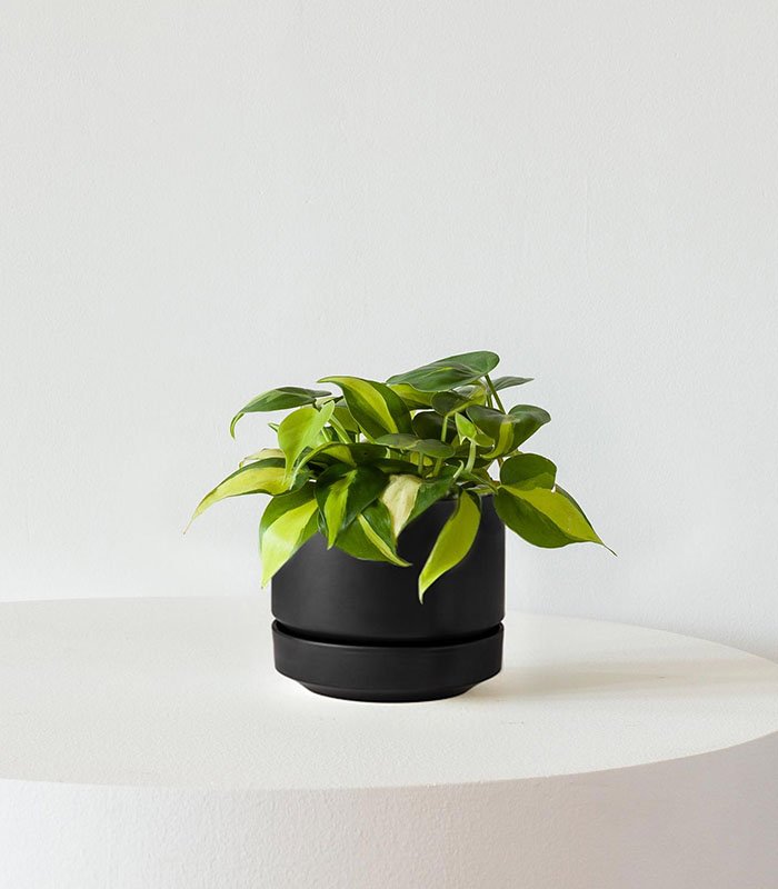 w-indoor-plants-small-6-3